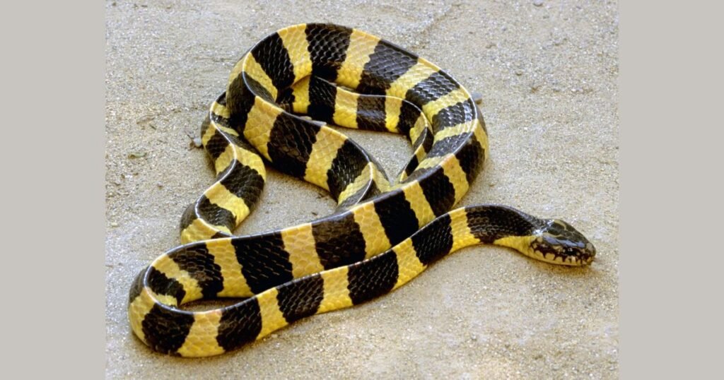 <!-- wp:paragraph -->
<p>It is an ambush predator, relying on patience and precision. It hides beneath the sand, waiting for unsuspecting prey, which includes small mammals and birds. Its venom, while potent, serves not only to immobilize prey but also to help in digestion, making it a fascinating example of evolutionary efficiency. </p>
<!-- /wp:paragraph -->