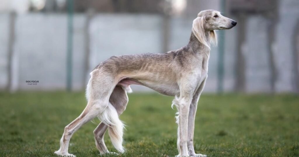 Saluki