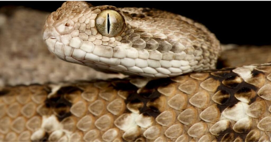 Saw-scaled Viper 
