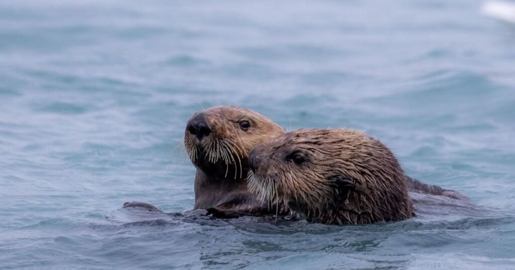 Sea Otters animals similar to muskrat