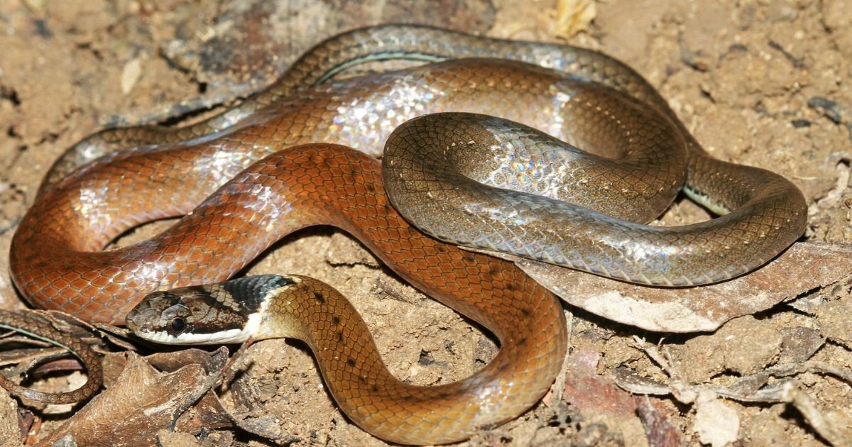 Snakes with Triangular Head