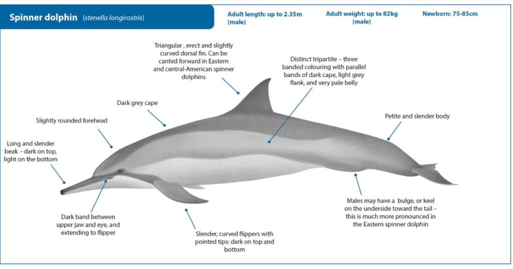 Spinner Dolphin agile animals