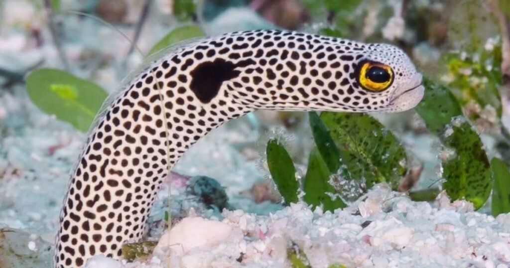 Spotted Garden Eel