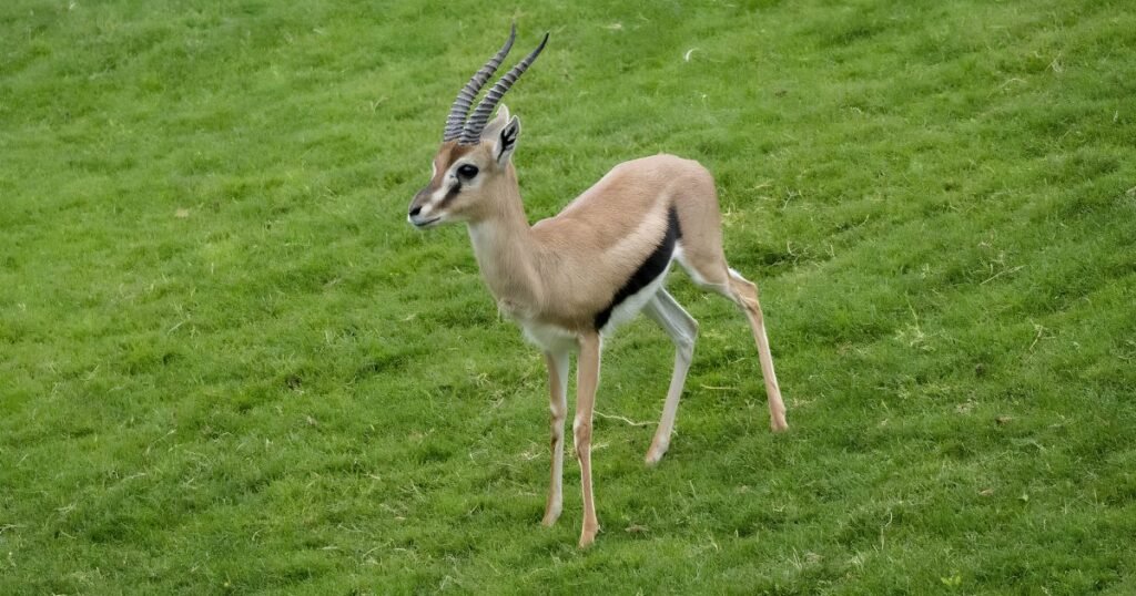 Thomson’s Gazelle binatang yang lincah