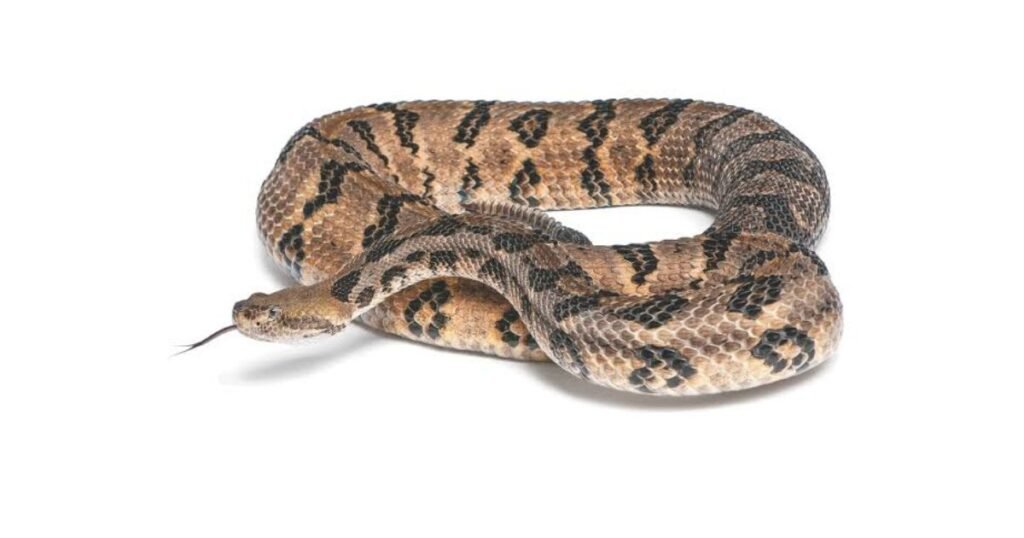 Timber Rattlesnake