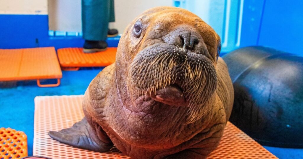 Walrus with big forehead