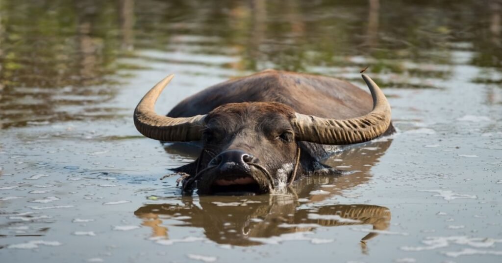 Water Buffalo big forehead animals