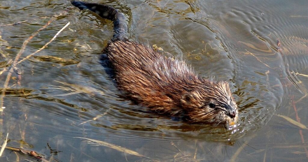 Water Voles animals similar to muskrat