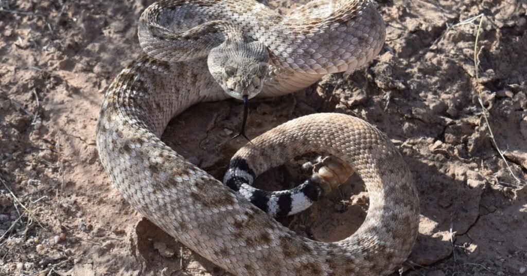 Western Diamondback Rattlesnake – Dangerous Triangle Headed Snake