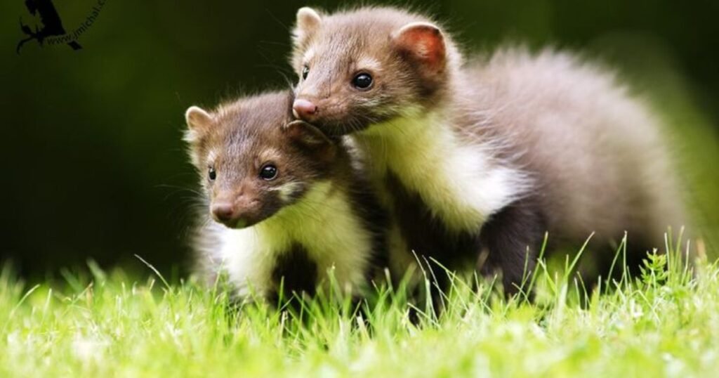 animal that looks like a ferret