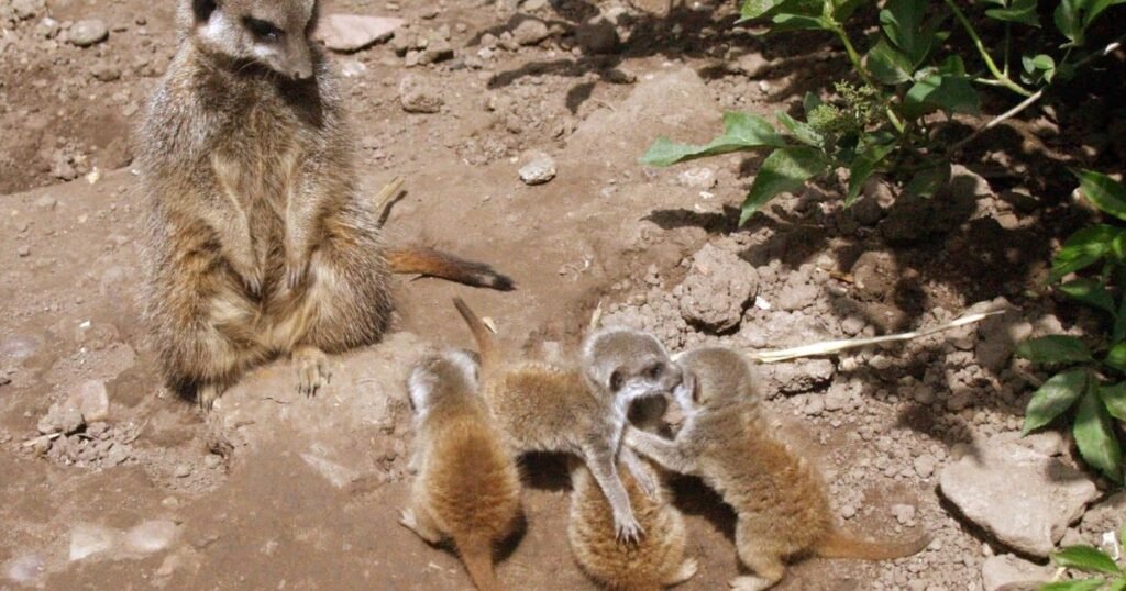 animals similar to ferrets