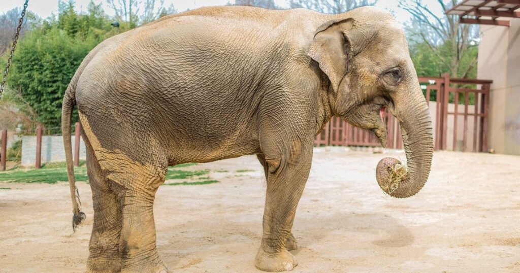 Asian elephant animal with big forehead