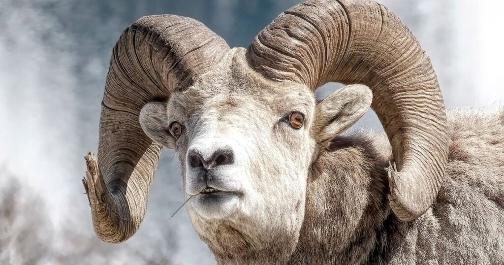 bighorn sheep animal with big forehead