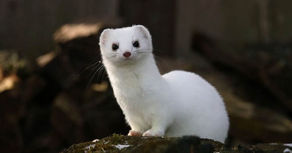 ferret like animal