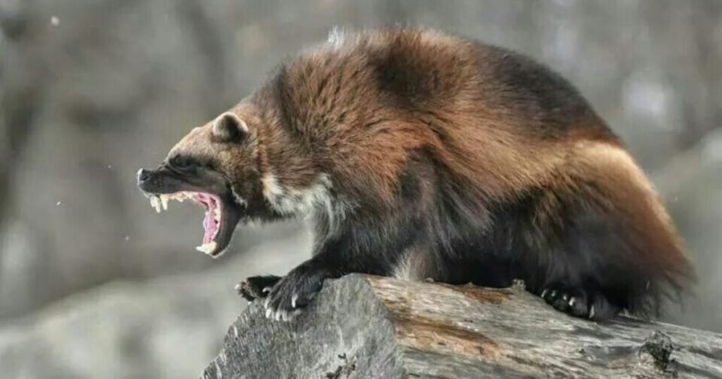 ferret like animals