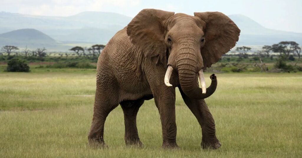 large forehead of African Elephant