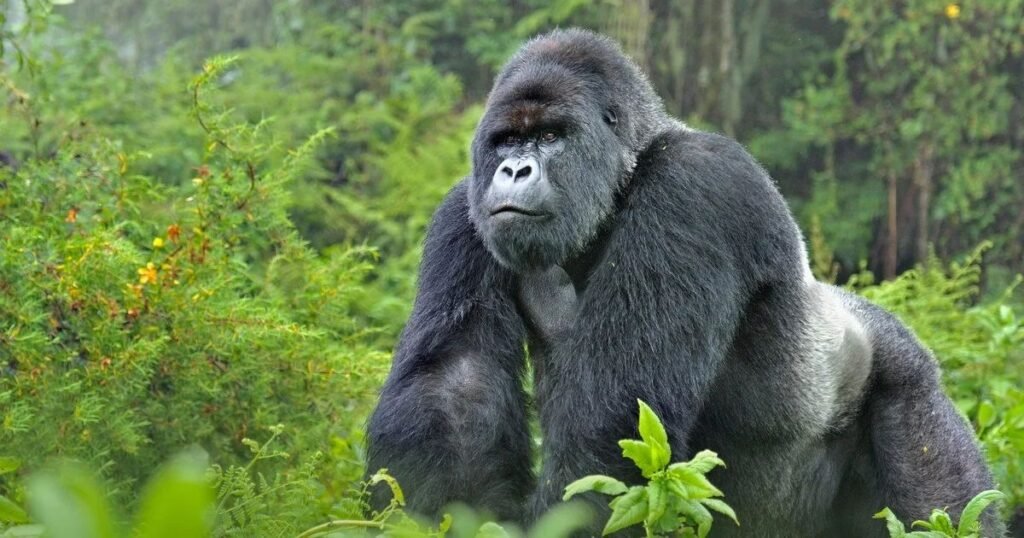 mountain gorilla Muscular Animal