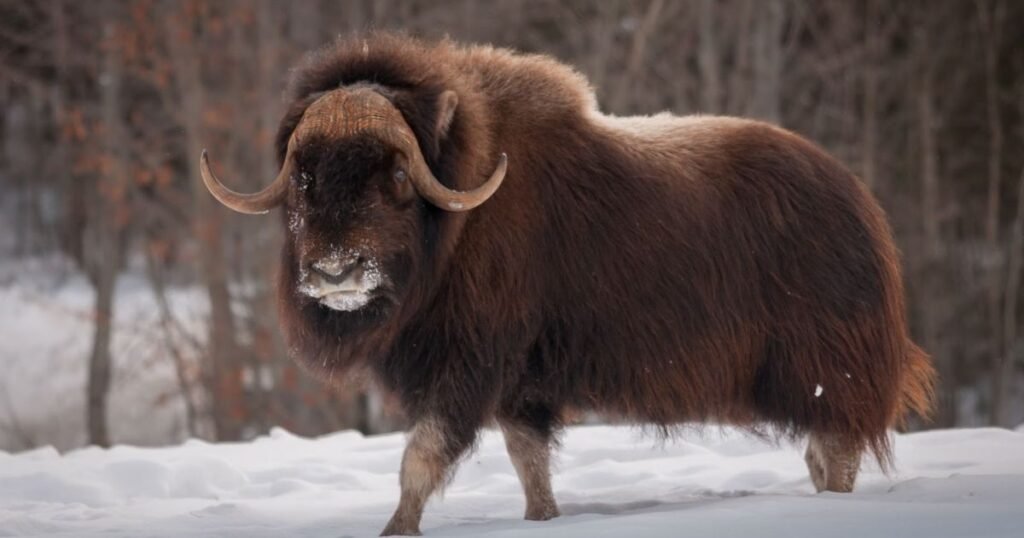 musk ox animal with big forehead