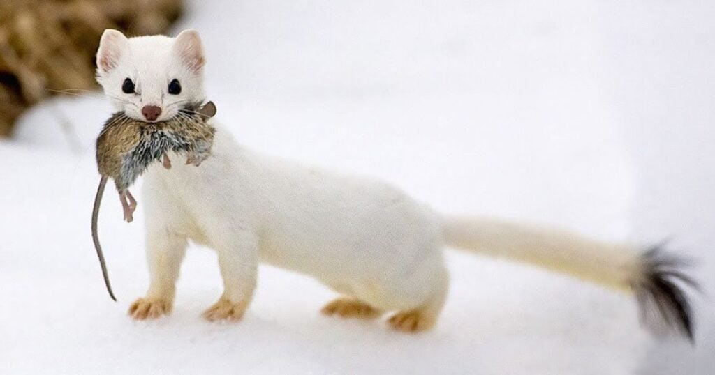 pets like ferrets