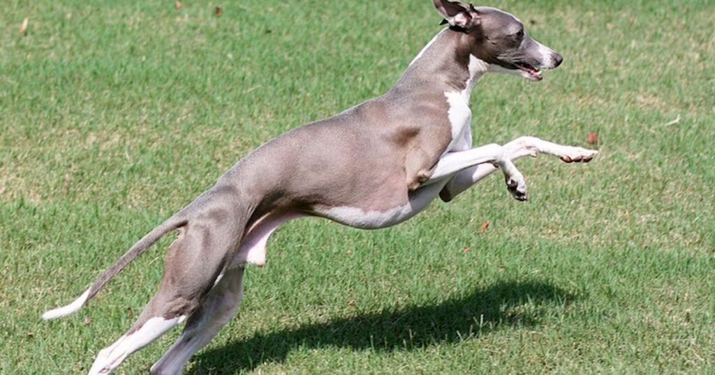 skinniest animal