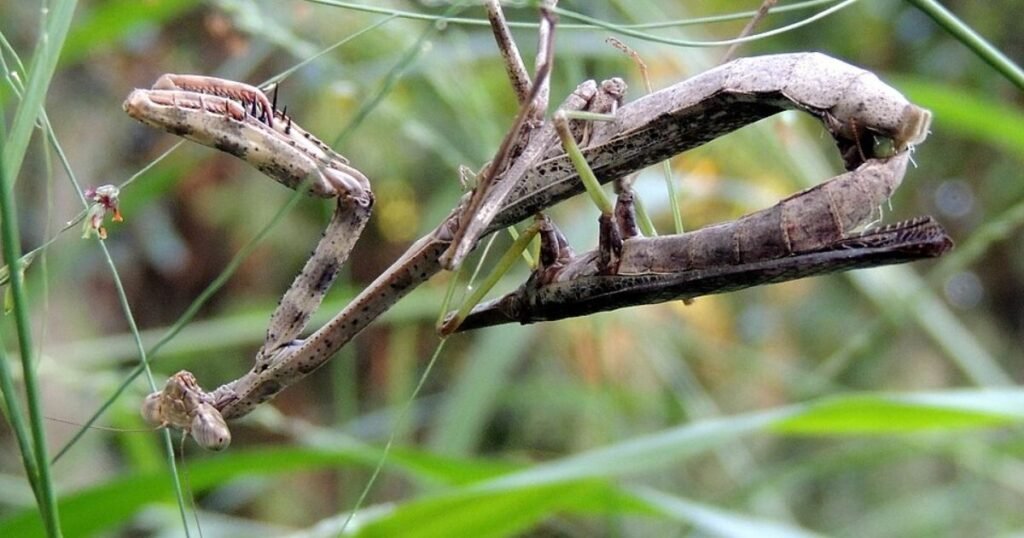 skinniest animal in the world