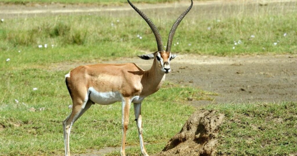 skinny animal