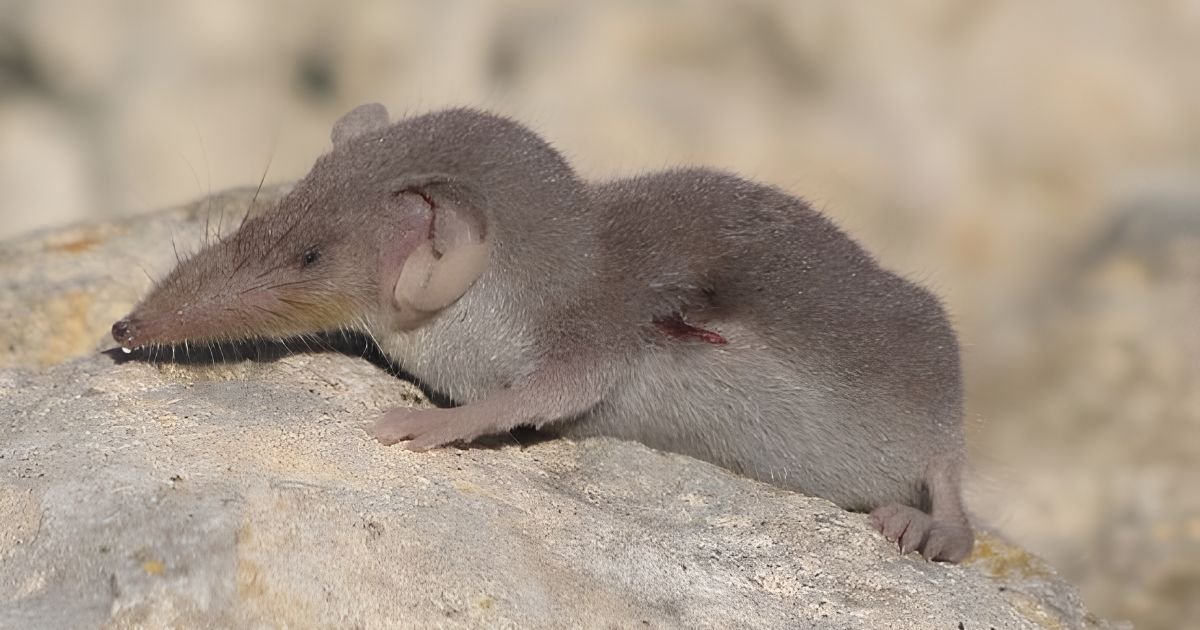 skinny animals