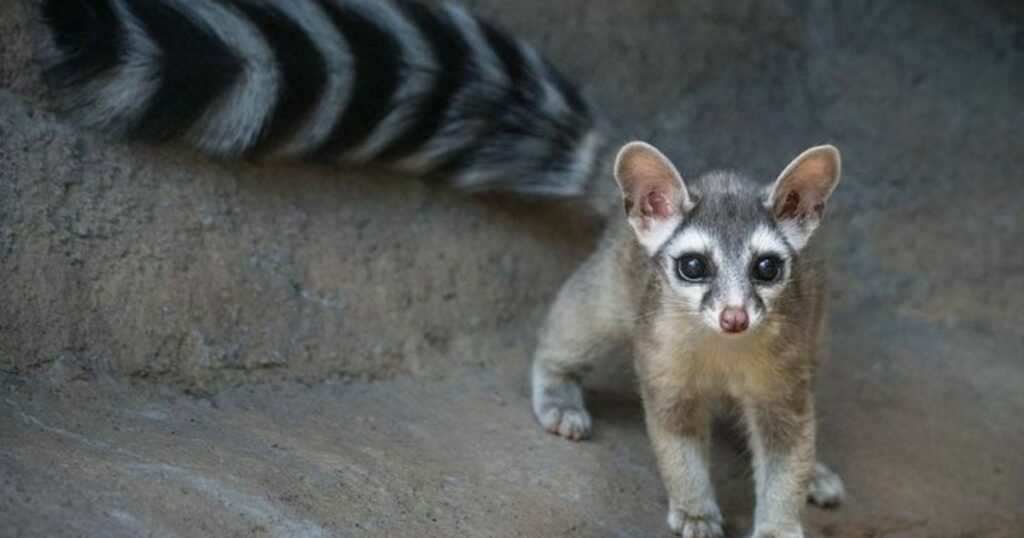 small animals that look like ferrets