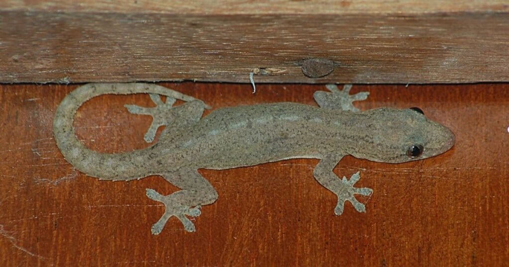 thin animals