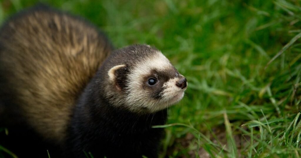 weasel like animals