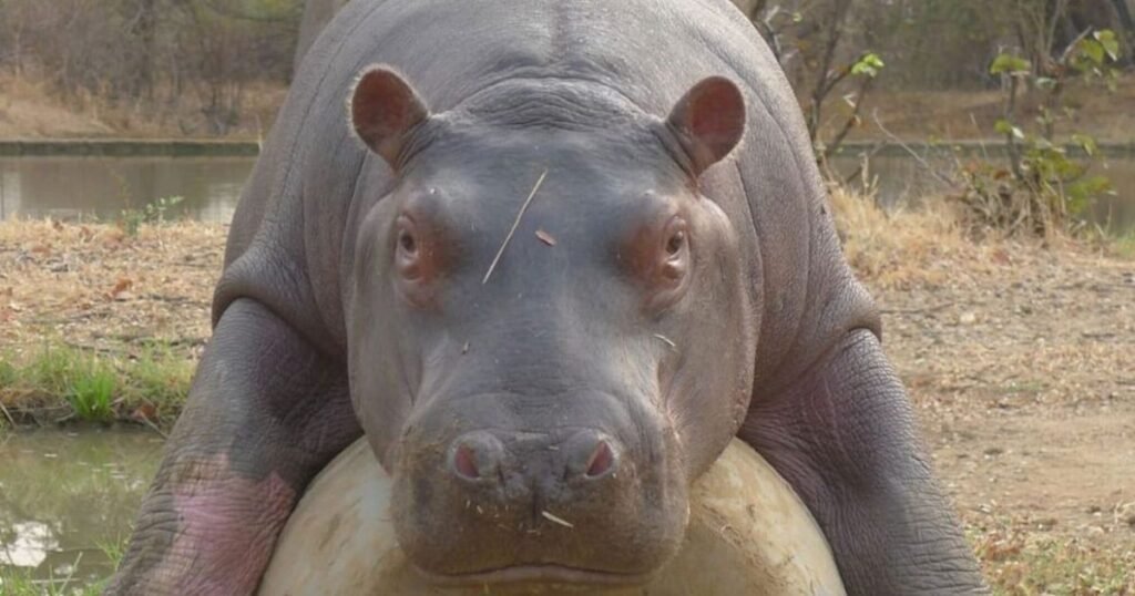 what is the only mammal that cannot jump like hippo