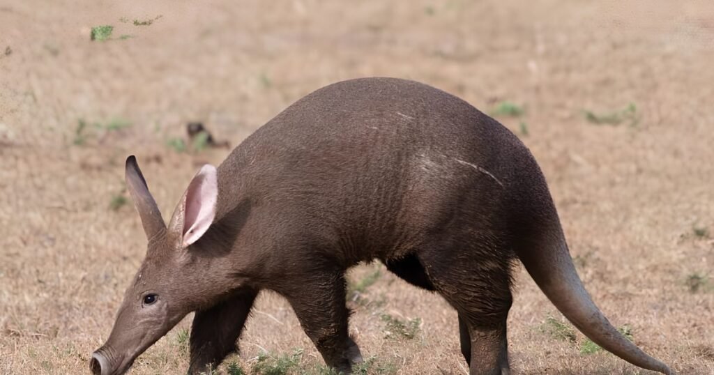 Aardvark animals that eat ants