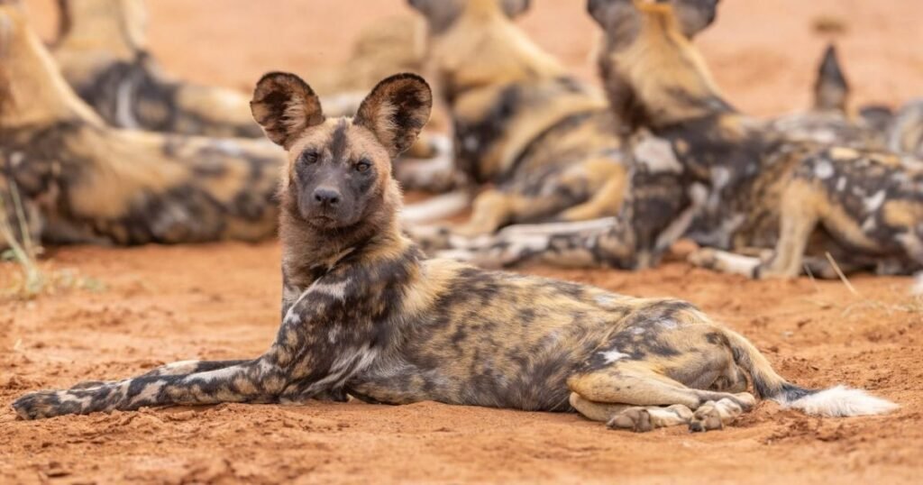 African Wild Dog energetic animal
