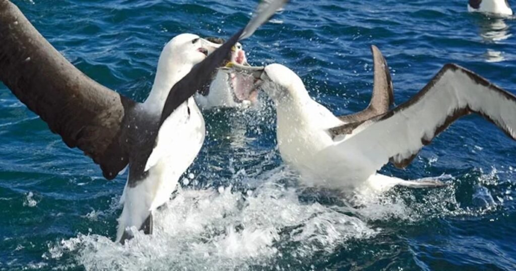 Albatross fishing birds