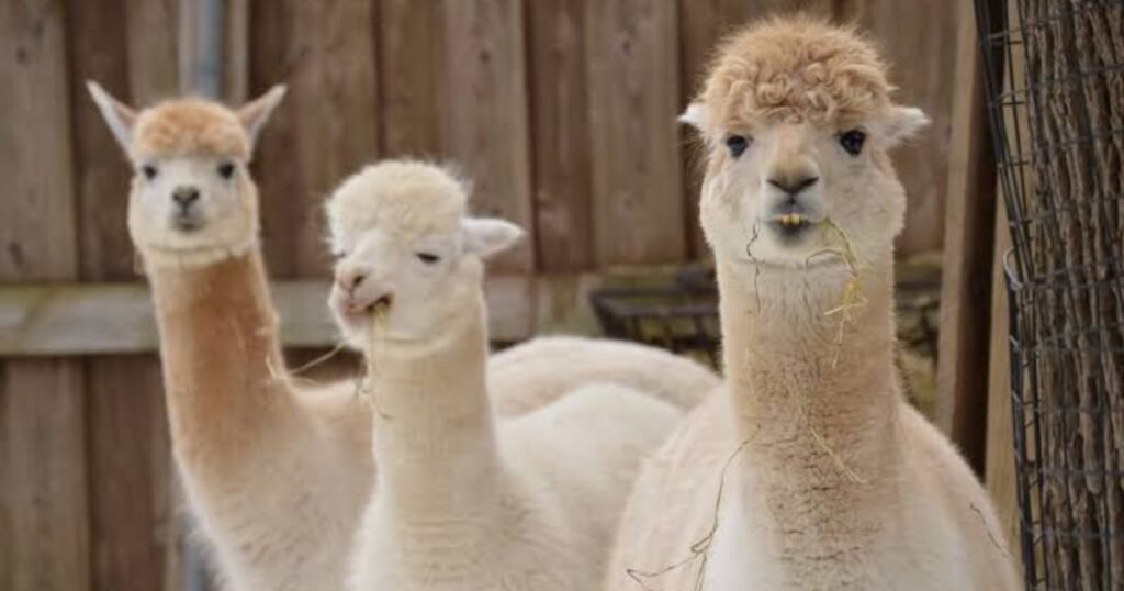 Alpaca happy animal
