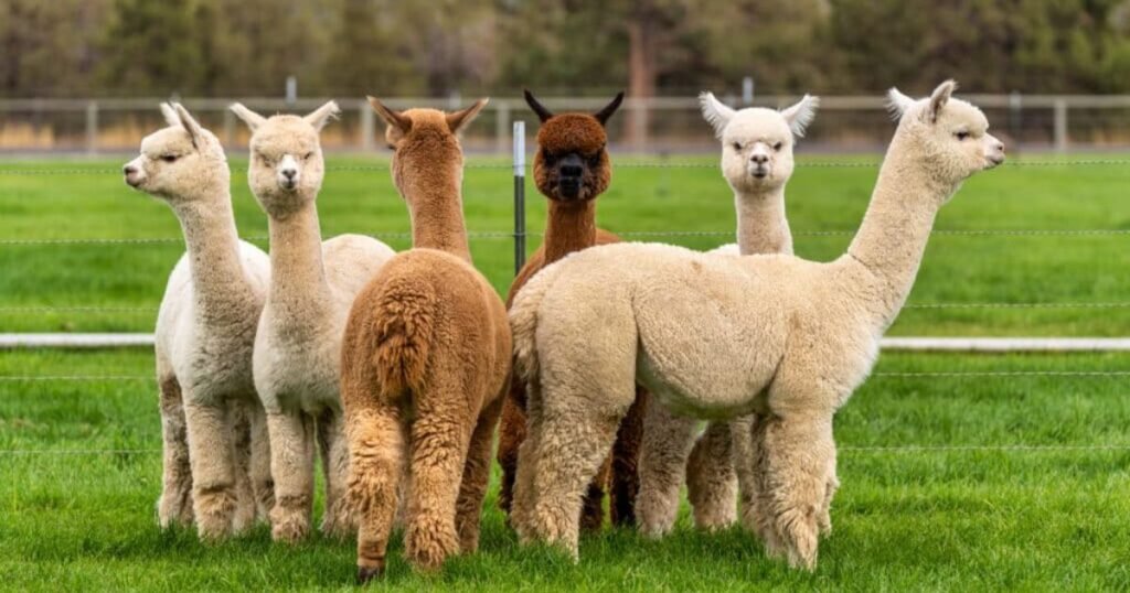 Alpaca quiet animal