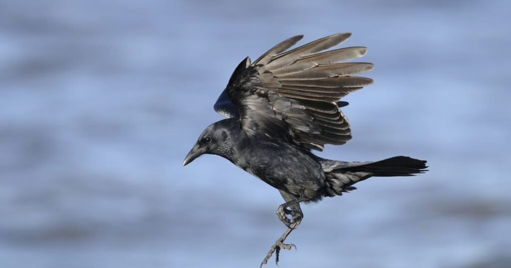 American Crow one of animal that eat corn