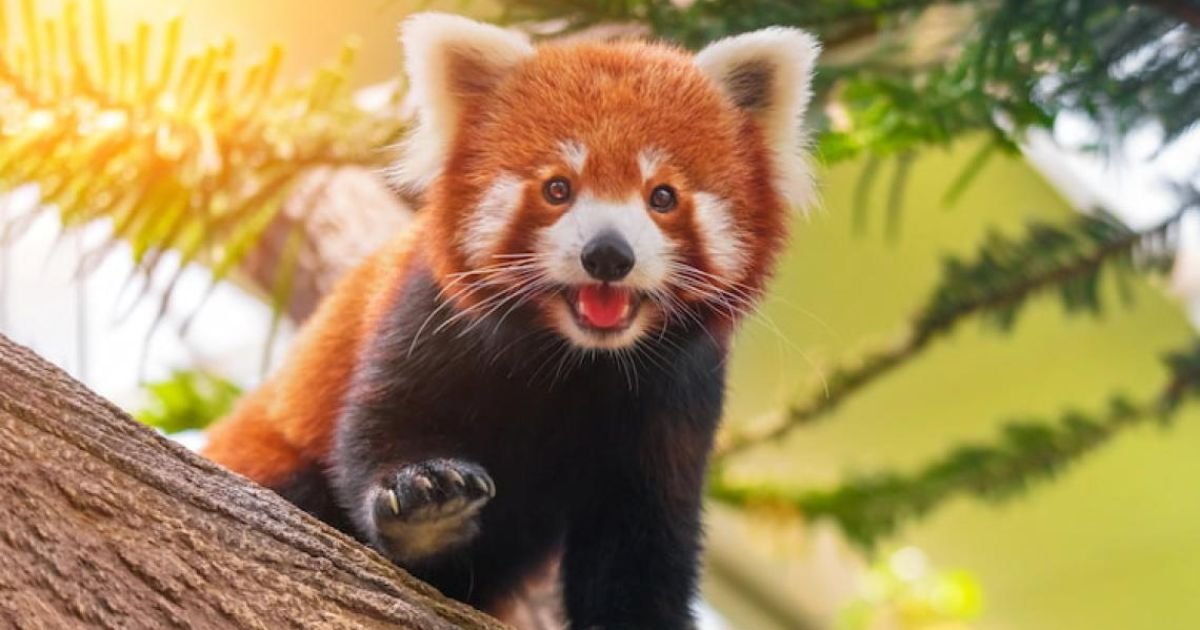 Animals with Fur