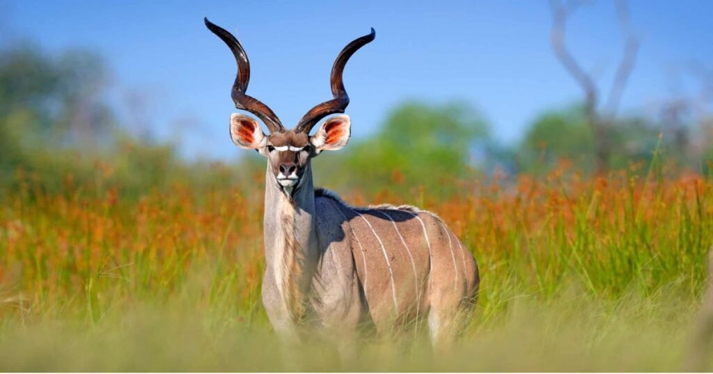 Antelope energetic animals on earth