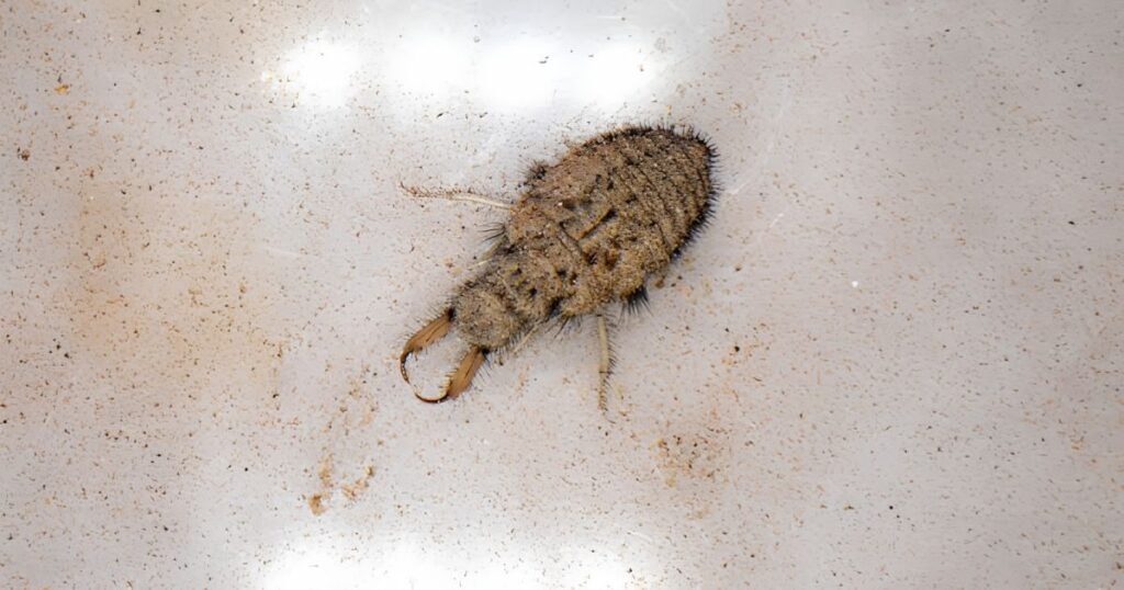 Antlions what eats ants