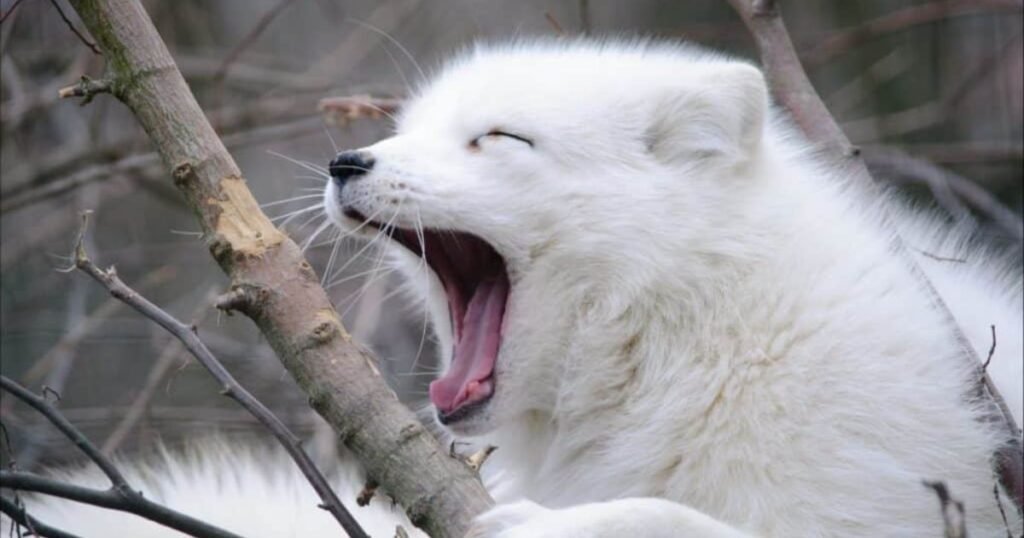 Arctic Fox animal having body fur