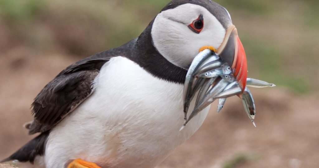 Atlantic Puffins fish eating birds