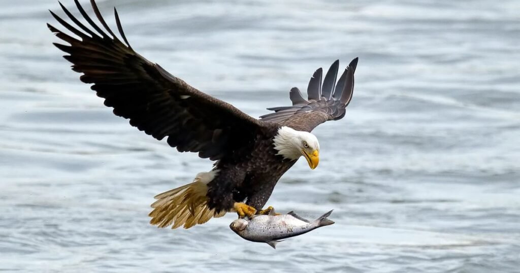 Bald Eagle birds that eat fish