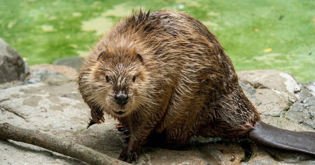 Beaver wild fur animal