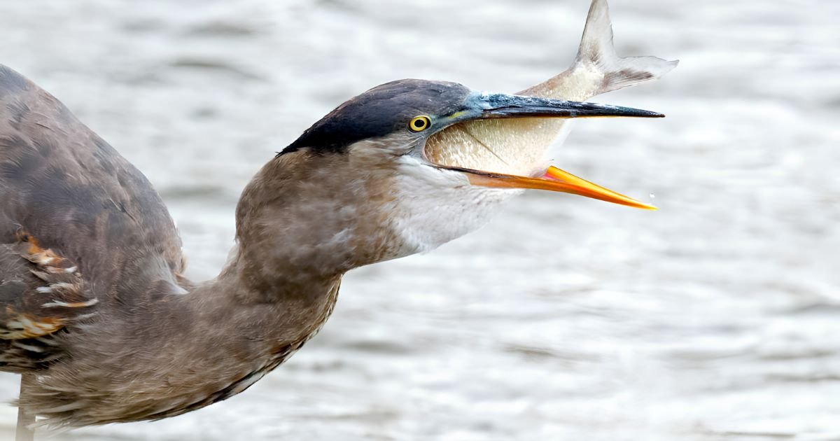 Birds that eat fish
