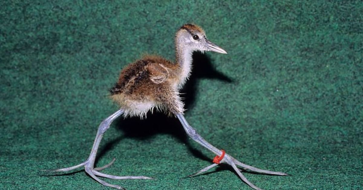 Birds with long legs