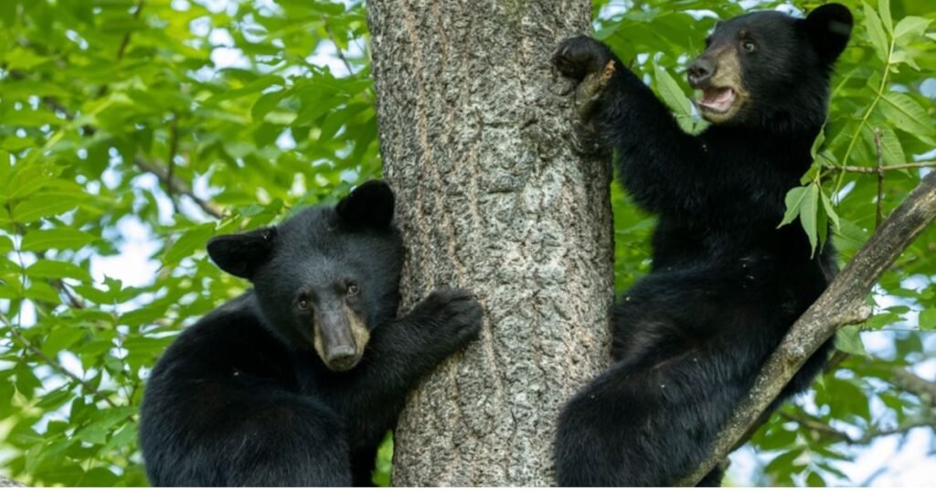 Black Bear animals that eat corn