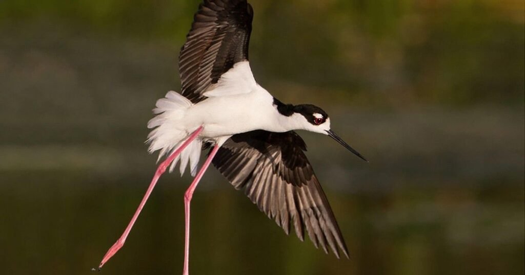 Black-winged Stilt long legged birds