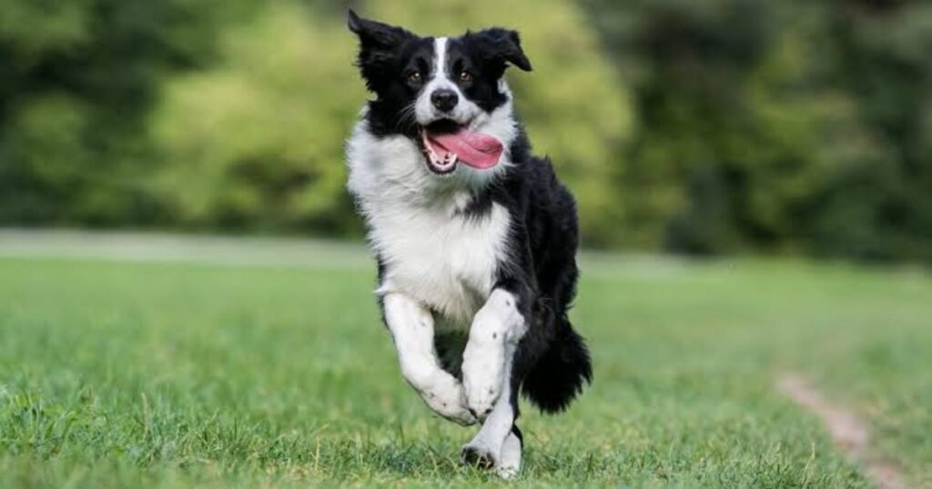 Border Collie energetic animal on earth