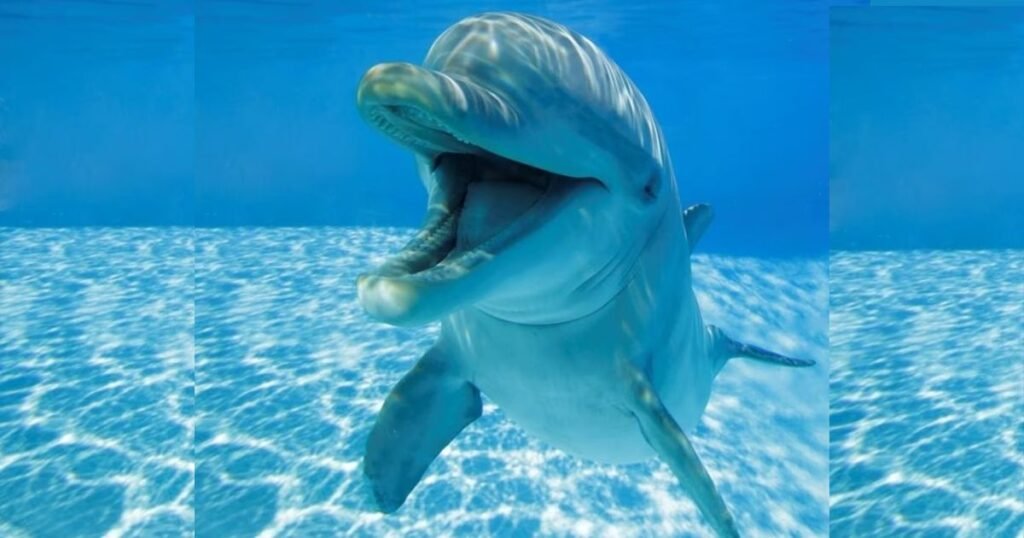 Bottlenose Dolphin world cleanest animal